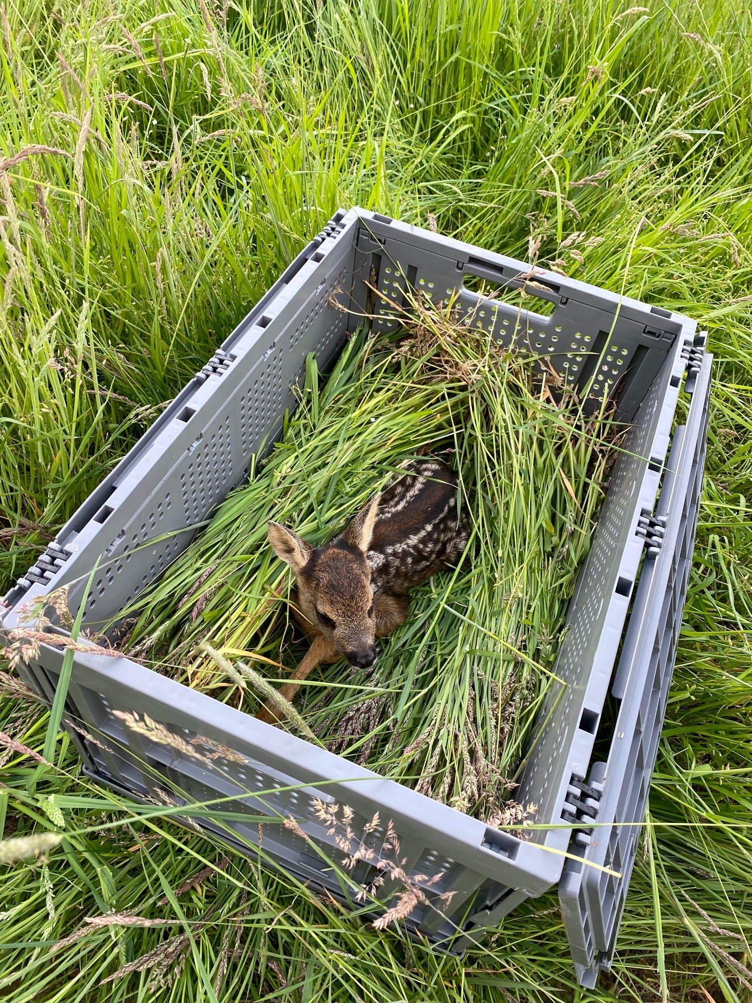 Rehkitz in der WALTHER-Box